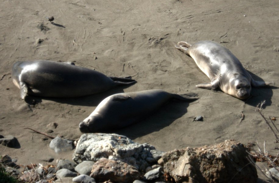 Philippines seals. Credit: Lysann Schneider