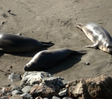 Philippines seals. Credit: Lysann Schneider